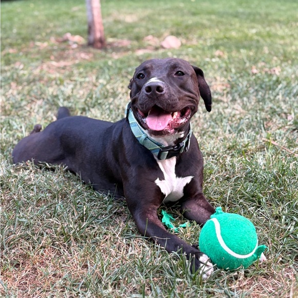 Meet your Posher, Kelly - Picture 4 of 4